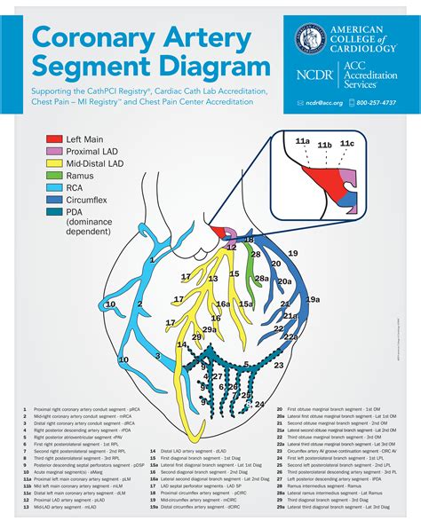 lv segments|ncdr coronary artery segment diagram.